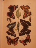 Schmetterlingskunde für Anfänger. Nebst Anleitung zum Sammeln, sowie zur Zucht und Aufebwahrung von Schmetterlingen und Raupen
